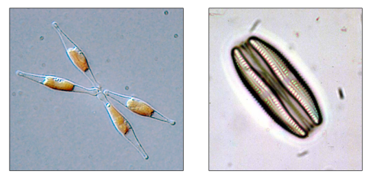 Ejemplos de diatomeas: Phaeodactylum tricornutum (izq.) y Amphora ovalis (dcha.)
