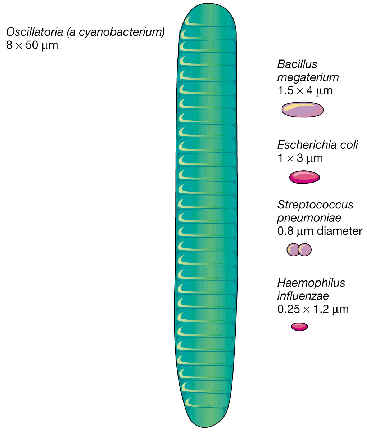 Comparación de tamaños entre distintos tipos de bacterias. Fuente: http://www.ugr.es/~eianez/Microbiologia/03forma.htm