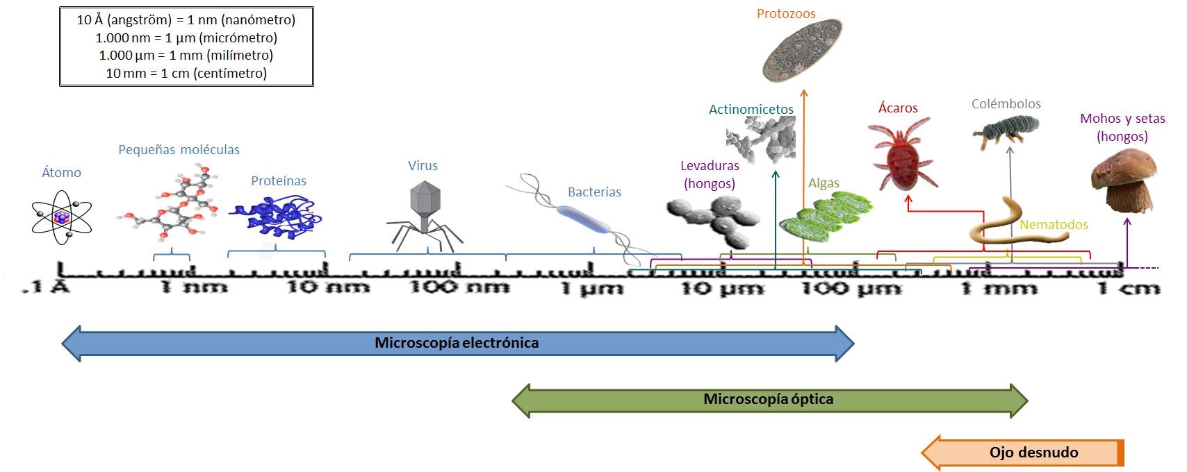 Resultado de imagen para extension y dimensiÃ³n de los microbios