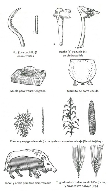 Evolución animales y plantas neolítico